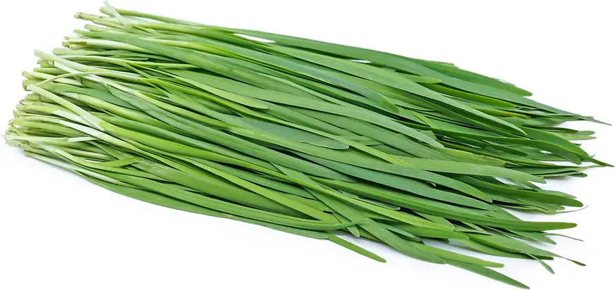 Chives vs Green Onions 