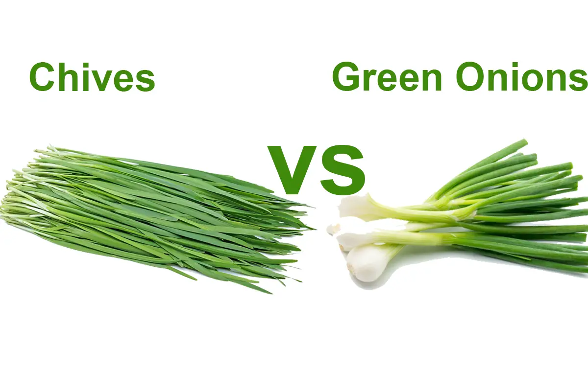 Chives vs Green Onions